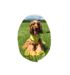 E cockerspaniels（個別スタンプ：1）