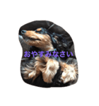 E cockerspaniels（個別スタンプ：2）