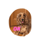 E cockerspaniels（個別スタンプ：3）