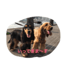 E cockerspaniels（個別スタンプ：4）