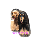 E cockerspaniels（個別スタンプ：5）