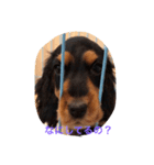 E cockerspaniels（個別スタンプ：6）