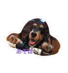 E cockerspaniels（個別スタンプ：7）