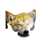 SHIBA JAPAN（個別スタンプ：1）