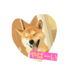 SHIBA JAPAN（個別スタンプ：3）