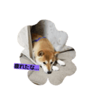 SHIBA JAPAN（個別スタンプ：4）