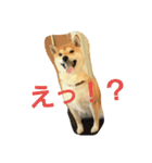 SHIBA JAPAN（個別スタンプ：5）