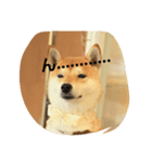 SHIBA JAPAN（個別スタンプ：6）