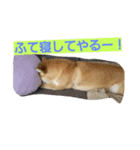 SHIBA JAPAN（個別スタンプ：7）