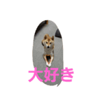SHIBA JAPAN（個別スタンプ：8）