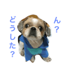 ポン様日和1（個別スタンプ：3）