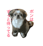 ポン様日和1（個別スタンプ：5）