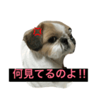 ポン様日和1（個別スタンプ：8）