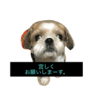 ポン様日和1（個別スタンプ：10）