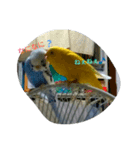 dairy birds（個別スタンプ：1）