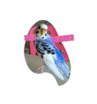 dairy birds（個別スタンプ：2）