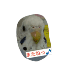 dairy birds（個別スタンプ：4）