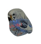 dairy birds（個別スタンプ：6）