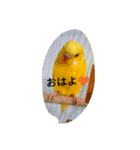 dairy birds（個別スタンプ：8）
