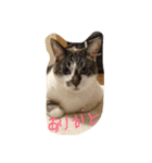 チュースケとファーファ（個別スタンプ：6）