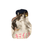 チュースケとファーファ（個別スタンプ：7）