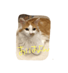 チュースケとファーファ（個別スタンプ：9）