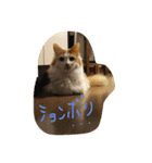 チュースケとファーファ（個別スタンプ：11）