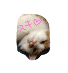 チュースケとファーファ（個別スタンプ：14）