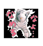 かわいいホワタイ（個別スタンプ：3）