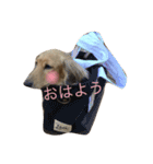 ほのぼの わんライフ（個別スタンプ：3）