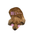 ほのぼの わんライフ（個別スタンプ：13）