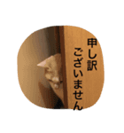 sirasu（個別スタンプ：2）