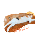 動物.猫（個別スタンプ：1）