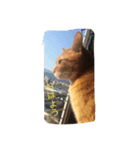 動物.猫（個別スタンプ：3）