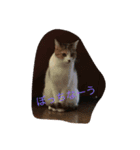 動物.猫（個別スタンプ：4）