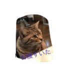 動物.猫（個別スタンプ：5）