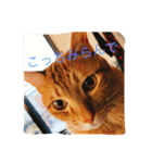 動物.猫（個別スタンプ：6）