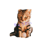 動物.猫（個別スタンプ：7）