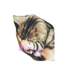 動物.猫（個別スタンプ：8）