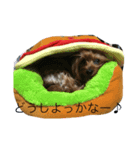サミフェニ（個別スタンプ：2）
