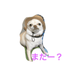 サミフェニ（個別スタンプ：4）