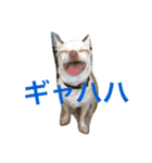 サミフェニ（個別スタンプ：7）