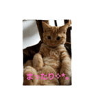 mikan  life  2（個別スタンプ：1）