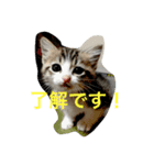 しろにこ（個別スタンプ：1）