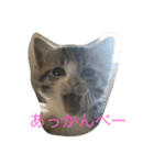 しろにこ（個別スタンプ：3）