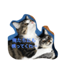 しろにこ（個別スタンプ：4）