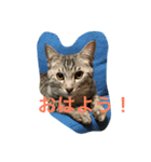 しろにこ（個別スタンプ：5）