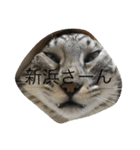しろにこ（個別スタンプ：8）