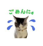 スズセリミジカ（個別スタンプ：6）