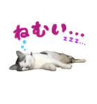 スズセリミジカ（個別スタンプ：7）